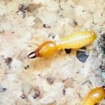 How to Prevent Termite Damage in Your Home?