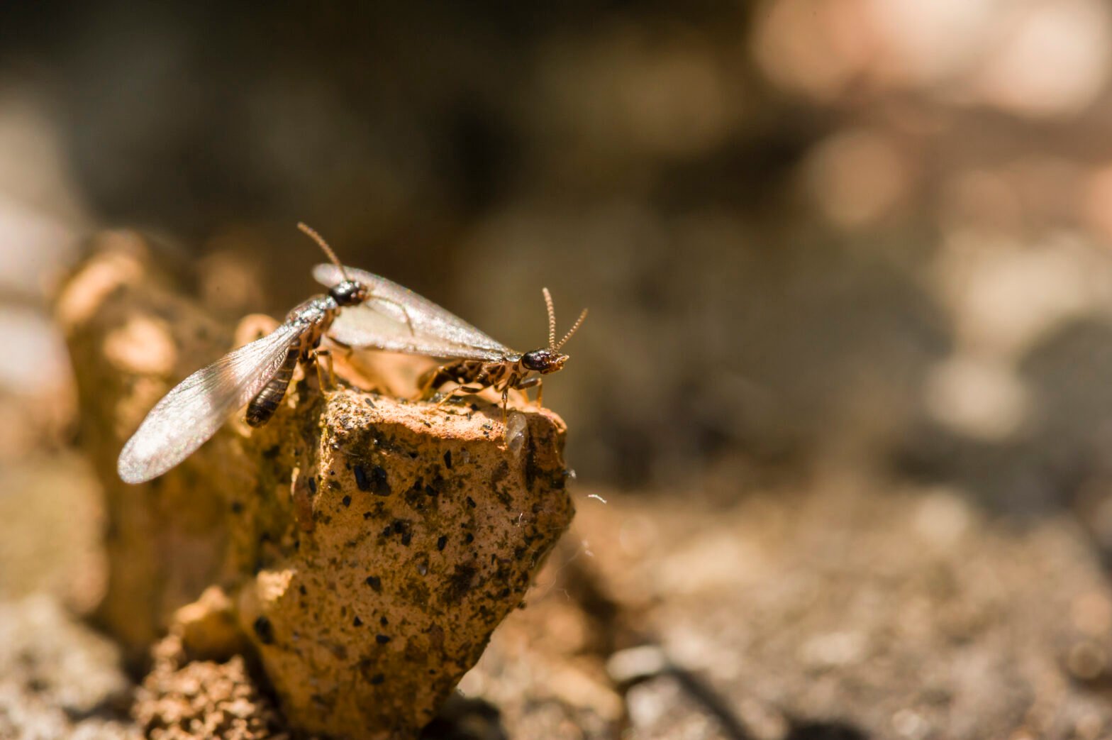 What Do Termites Look Like: Facts and Myth?